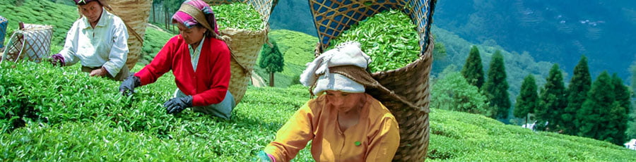 Darjeeling Places to visit